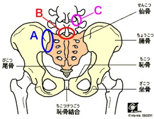 骨盤の説明図（仙骨、腸骨、仙腸関節、恥骨結合、腰仙関節）
